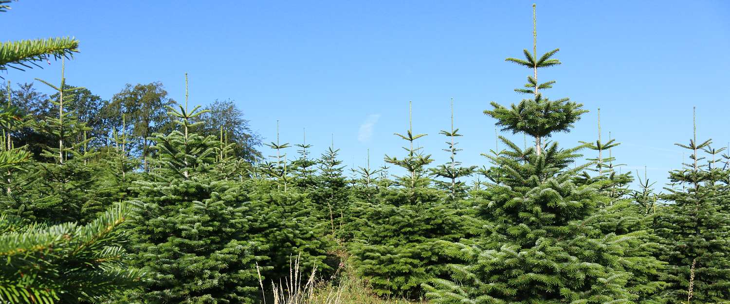 Weihnachtsbaum Plantage Christbaum Aufzucht Sauerland
