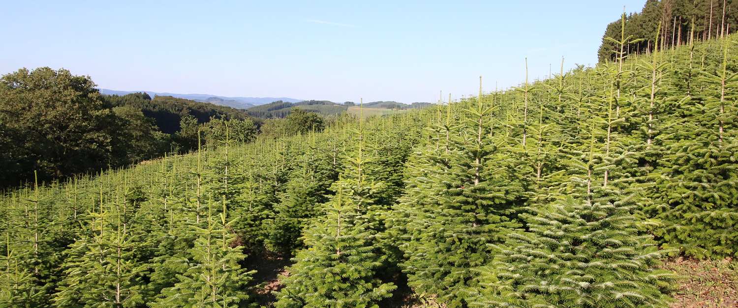 Plantage Weihnachtsbäume Christbäume Aufzucht