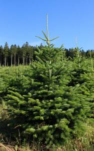 Nordmanntanne ca. 1,80 m, Weihnachtsbäume aus dem Sauerland