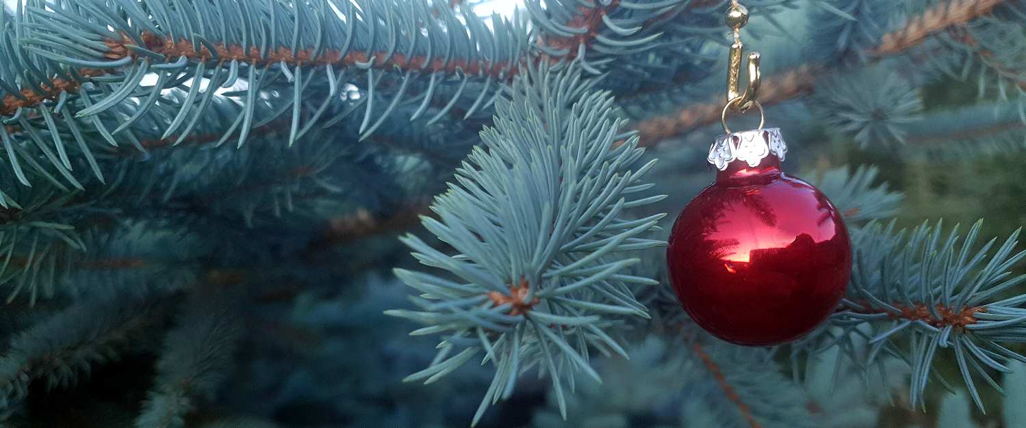Blaufichte Zweig Nahaufnahme mit Weihnachtskugel in rot